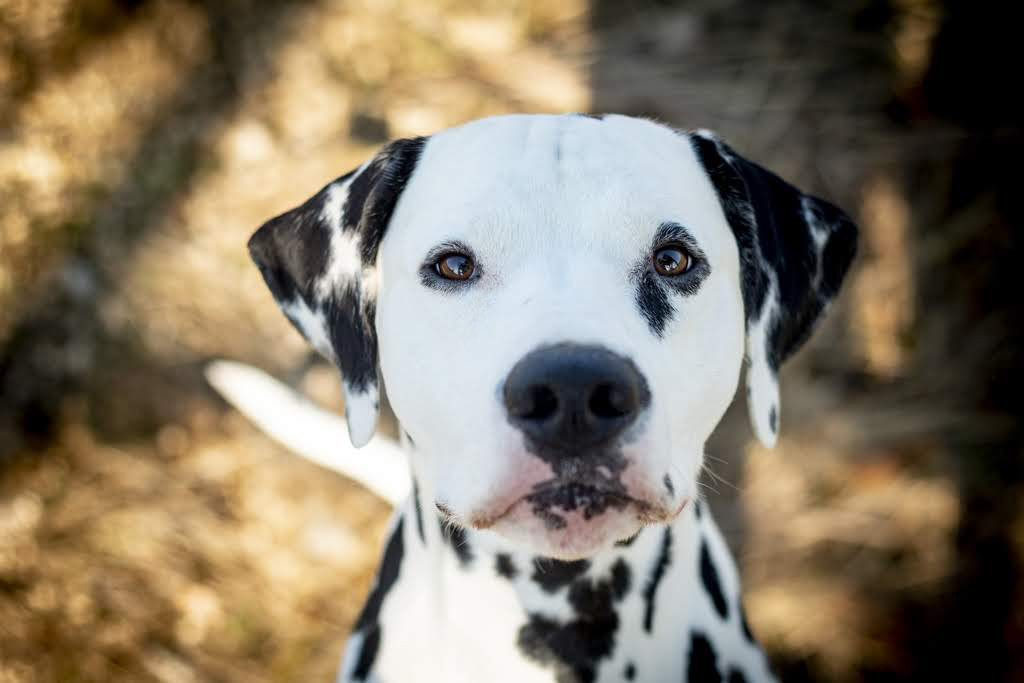 Familie Bogdan Familie Bogdan