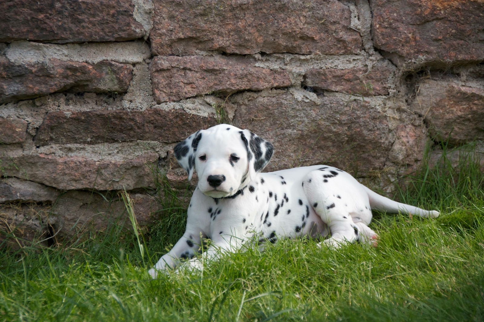 Djego vom Hause Fiedanu