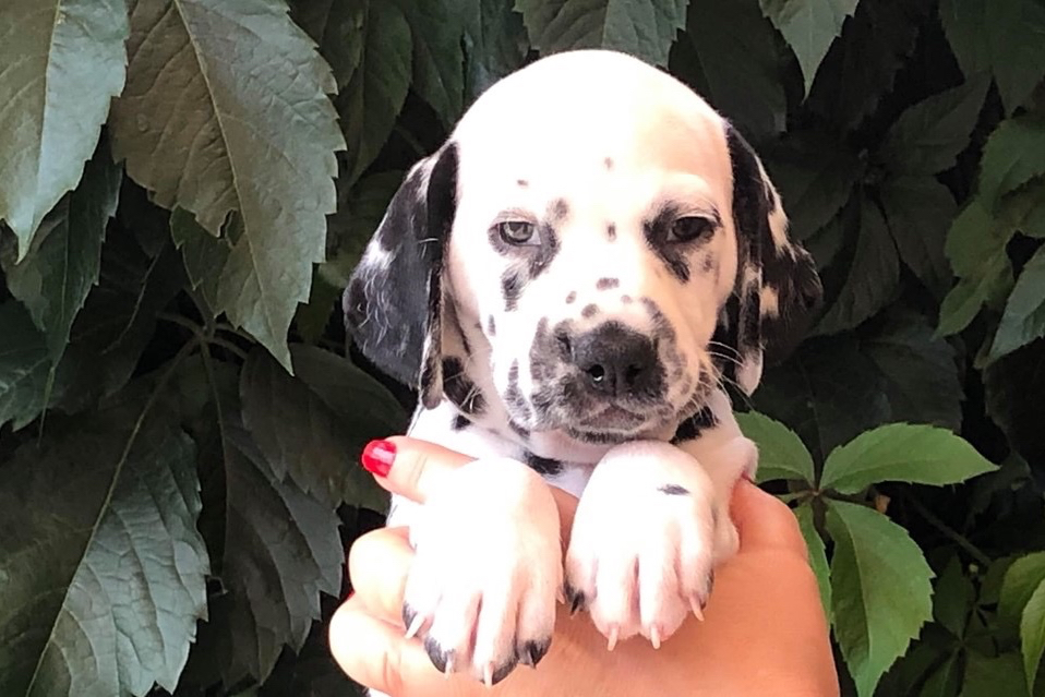 Familie Bogdan Familie Bogdan