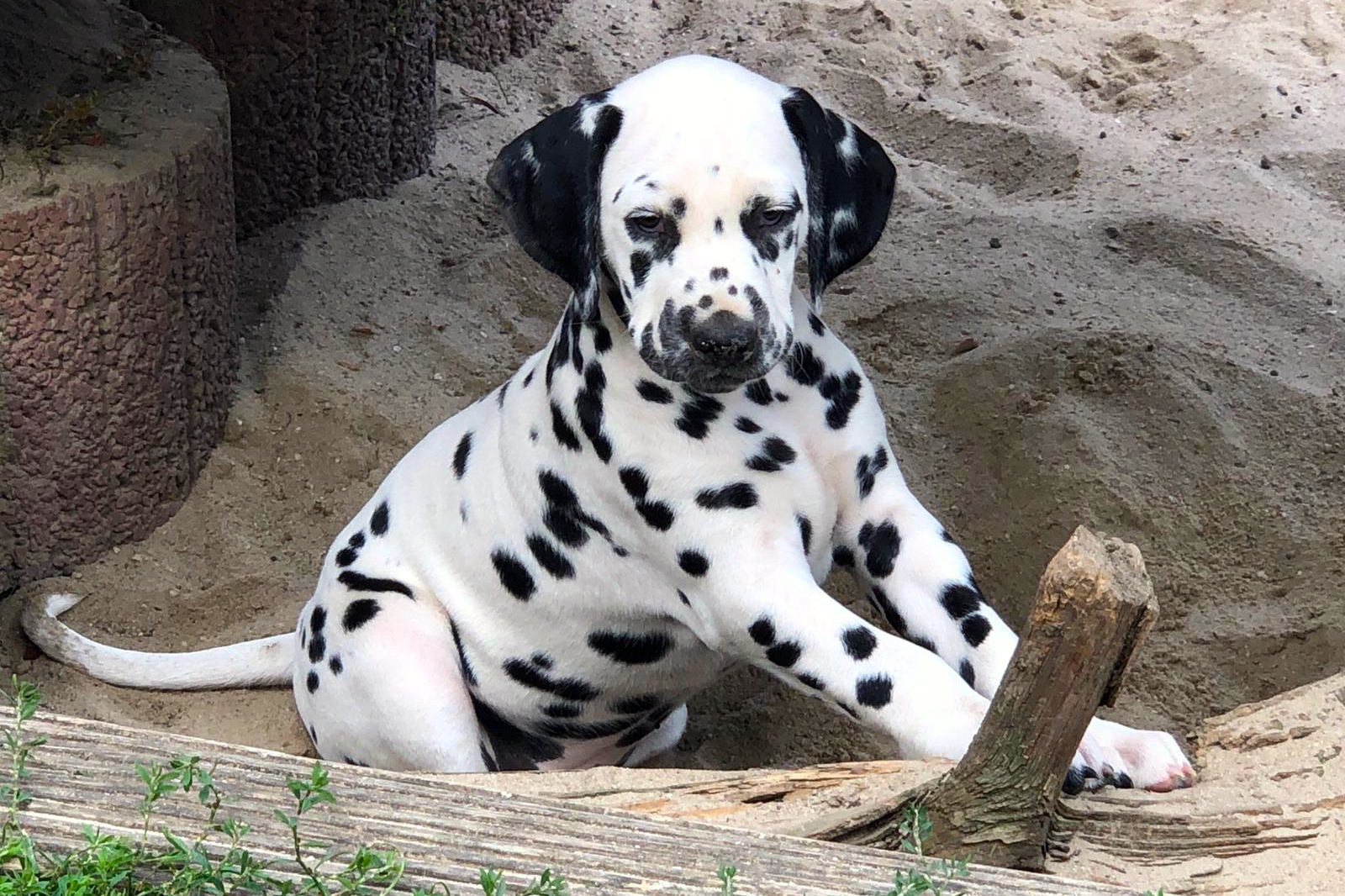 Indira vom Hause Fiedanu 