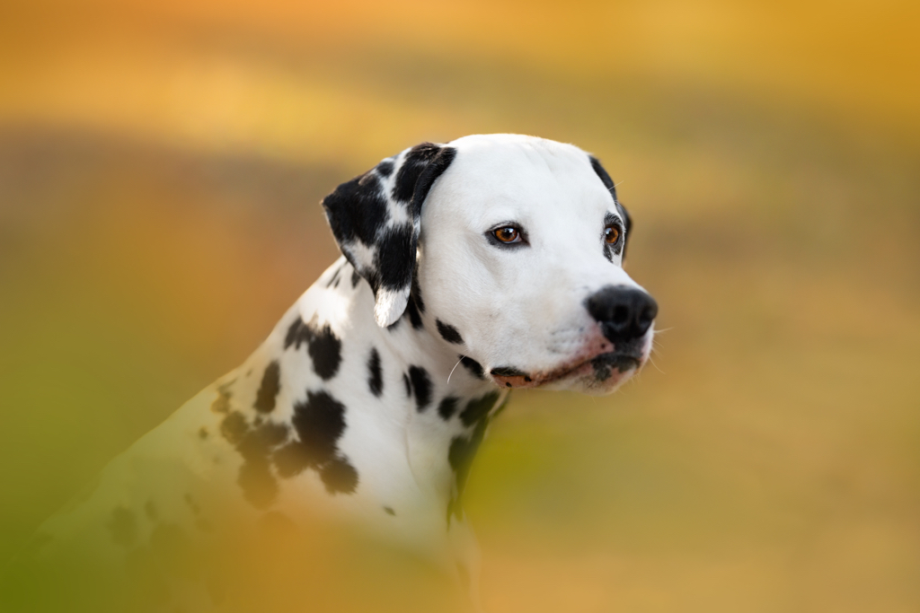 Djego vom Hause Fiedanu