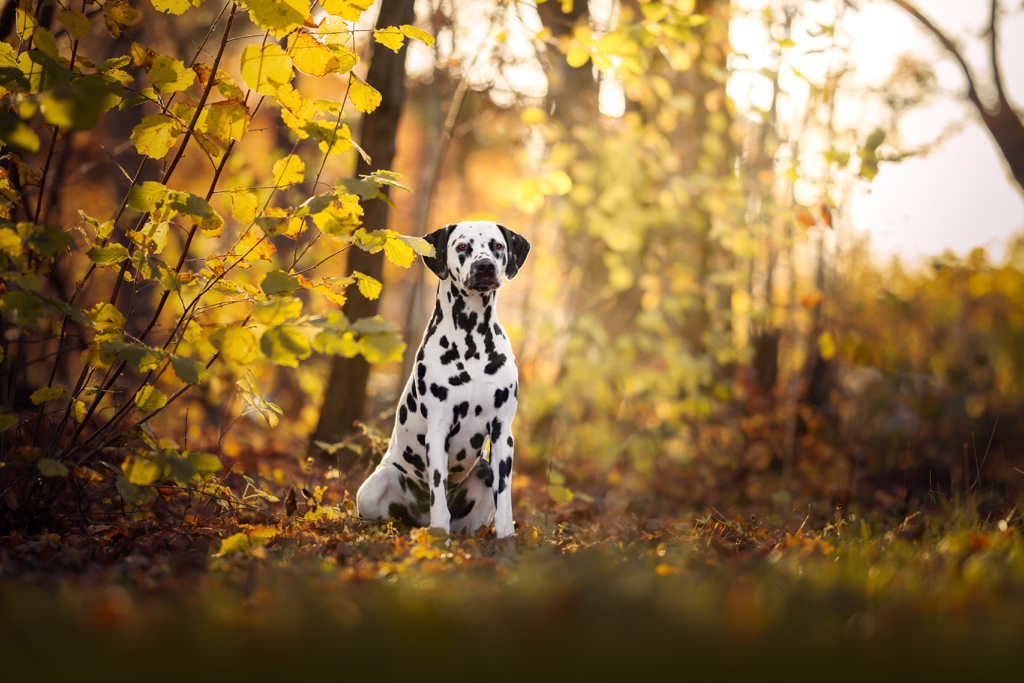 Indira vom Hause Fiedanu 